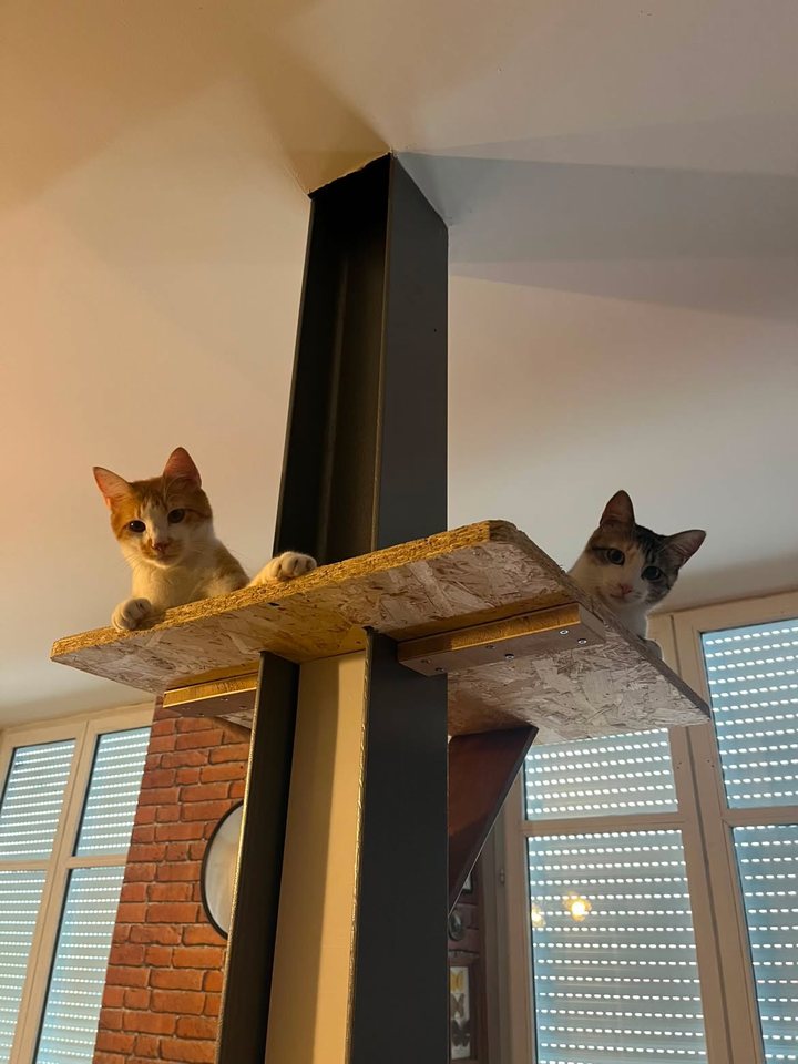 Mes deux chats côte à côte, sur une planche fixée à un poteau, qui regardent l'objectif
